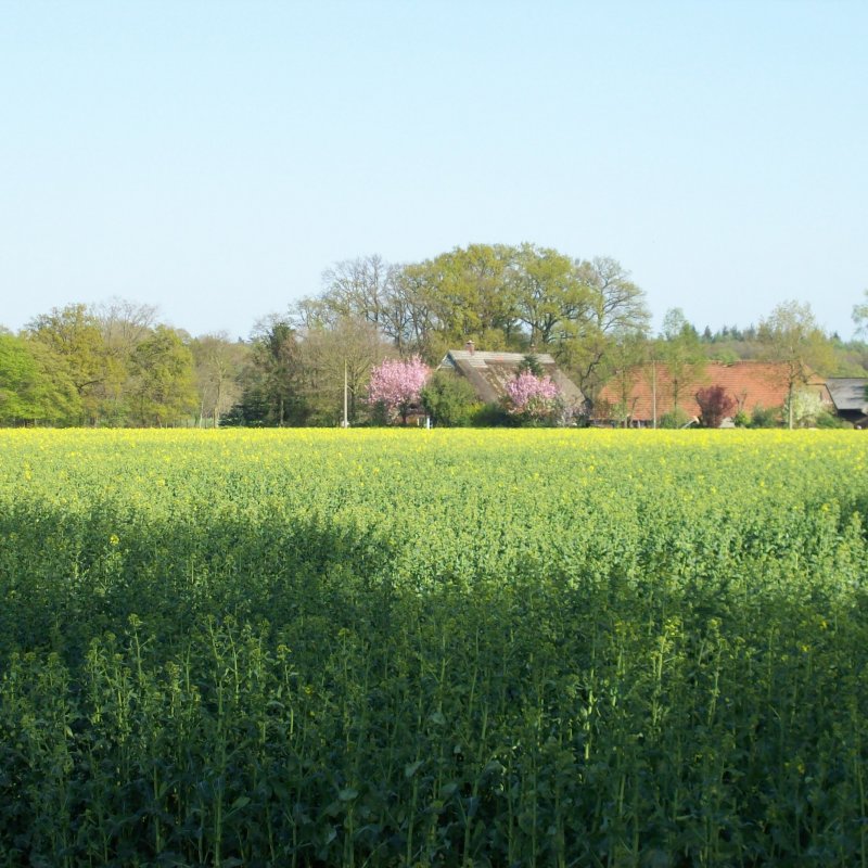 Feldkampstraße